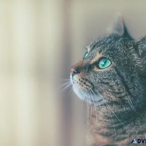Keeping Your Cat Happy - Veterinary Clinic in Leesburg VA