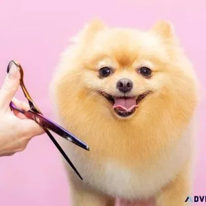 Dog Groomers in Kanpur Dog Baths Haircuts Nail Trimming
