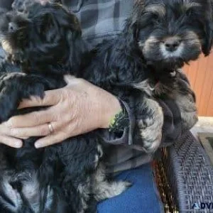 Cockapoo puppies for sale