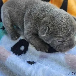 Quality Blue French Bulldog puppies