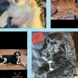 Goldendoodle Puppies