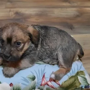Puppies for sale