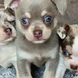 litter of Chihuahua