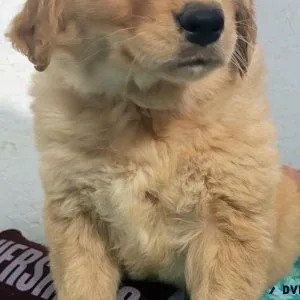 AKC Golden Retriever puppies born Oct 9. call 231 821 2603