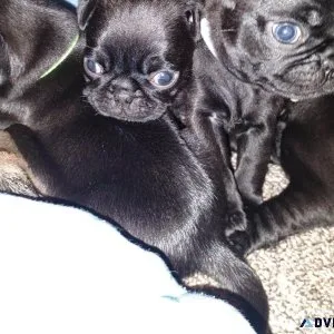 pug puppies for adoption