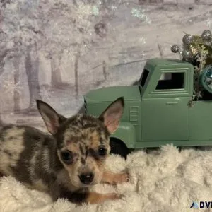 Christmas Chihuahuas  Lavender Merle female