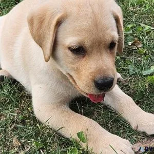 Beautiful Labrador Retriever puppies