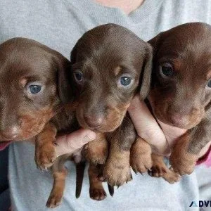 LongandShort Hair Dachshund Pups For Adoption