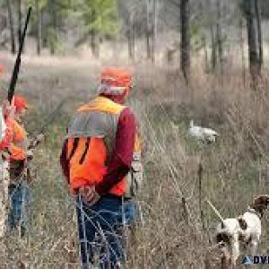 Experience The Best Quail Hunting In Alabama