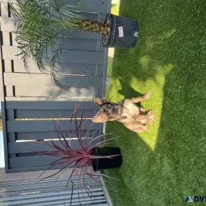 French Bulldog(AKC  registered and full breed)