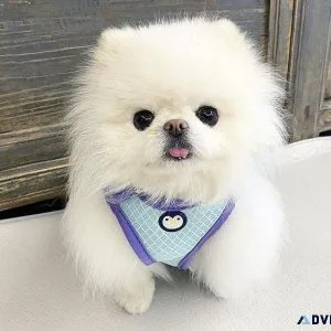 White Pomeranian Puppies available