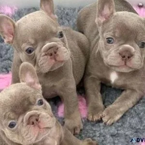 Akc French Bulldog Puppies