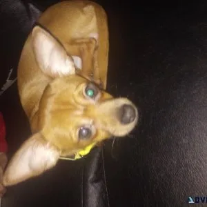 5 month Chihuahua