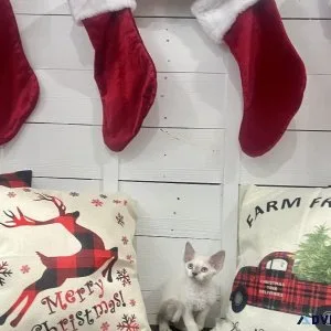 Devon Rex Christmas Kittens