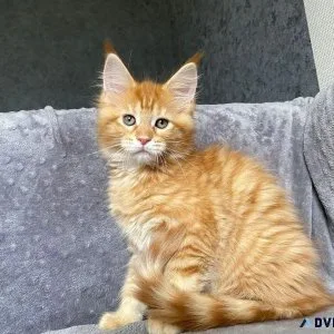 Cats for sale in usa