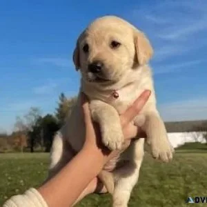Labrador Retriever puppies