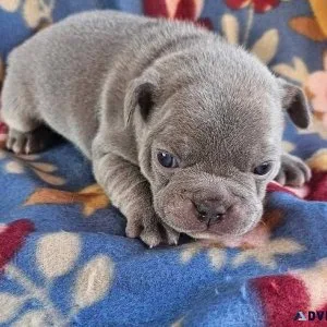 Gorgeous Blue French Bulldog puppies