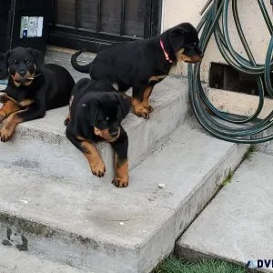 Female Rottweiler