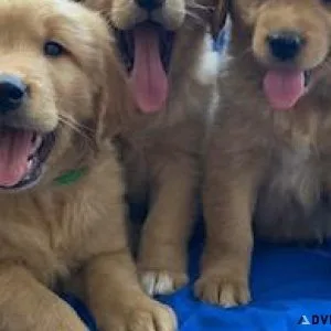 Golden Retriever Puppies