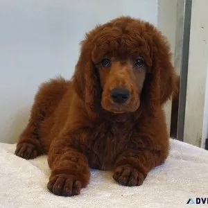 Standard poodle puppies