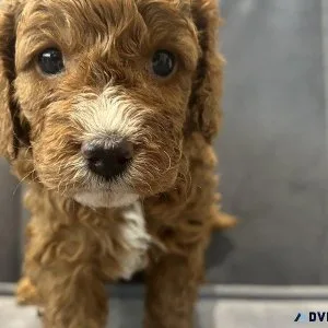 Magnificent Cavapoo Puppies Available