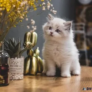 Epitome of the best cat shelters - Loveameow s Cat Shelter