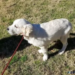 English Cream Golden Retriever Puppy