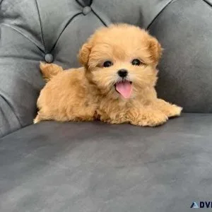 Maltipoo puppies