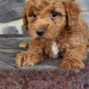 Available Toy Poodle puppies