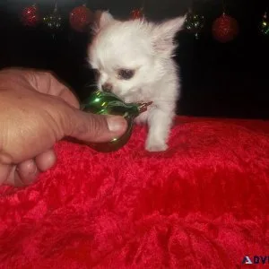 Teacup Long Coat Female Chihuahua Angela
