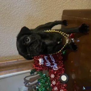 Puppies pugs