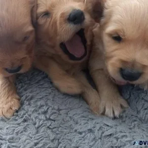 Golden doodle puppies for adoption