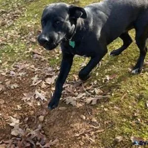 A MAN S BEST FRIEND
