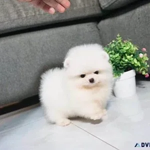 Healthy Teacup Pomeranian Puppies