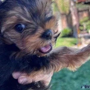 AKC registered Teacup Yorkie puppies for adoption