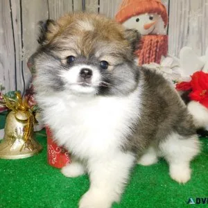 Chicago Toy Pomeranian Babies.