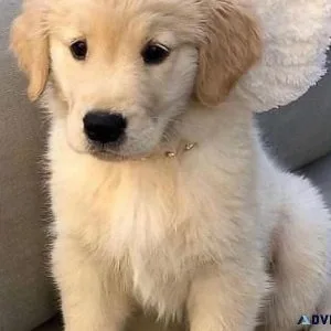 Golden Retriever Puppies Available