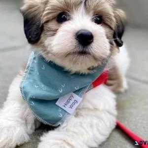 Affectionate Havanese Puppies