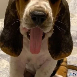 Two Affectionate Basset Hound Puppies Available