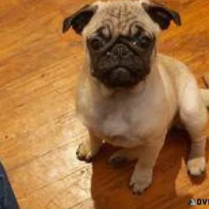 pug puppies more then cute