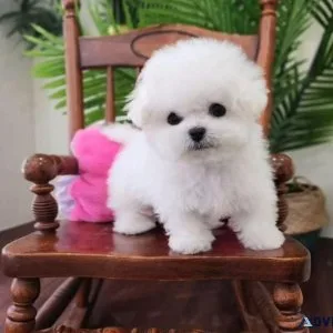 Bichon Frise Puppies for new homes