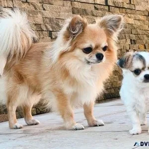 Cute Chihuahua puppies Available