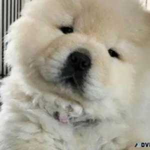 Excellent CHOW CHOW Puppies READY
