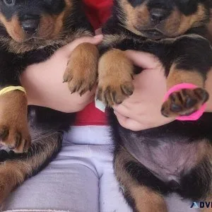 Magnificent Rottweiler Puppies