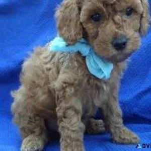 Red Toy Poodle Puppy
