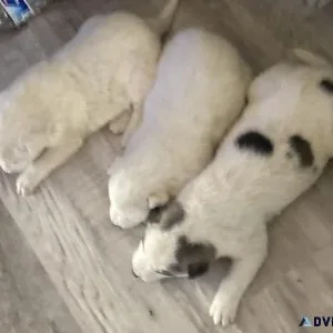 Husky puppies