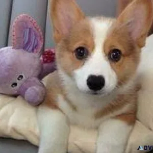 Pembroke Welsh Corgi for Rehoming