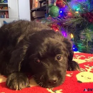 Mini Goldendoodle Puppies