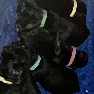 AKC German Shepherd Puppies