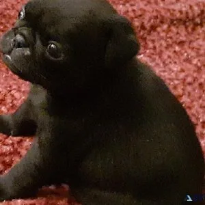 Quality Pug Puppies
